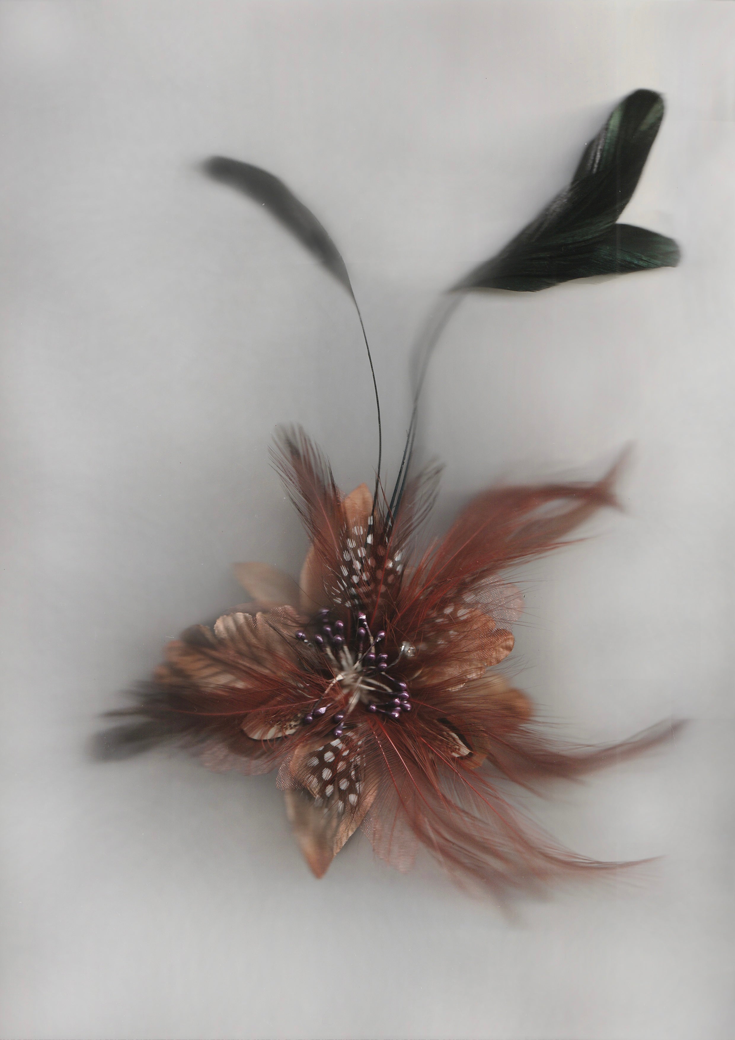 FEATHER FLOWER HP