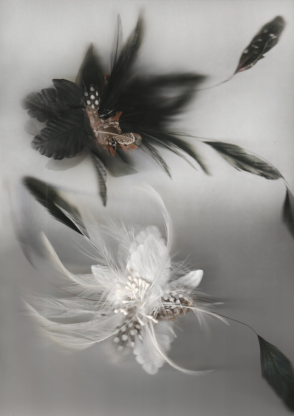 FEATHER FLOWER HP