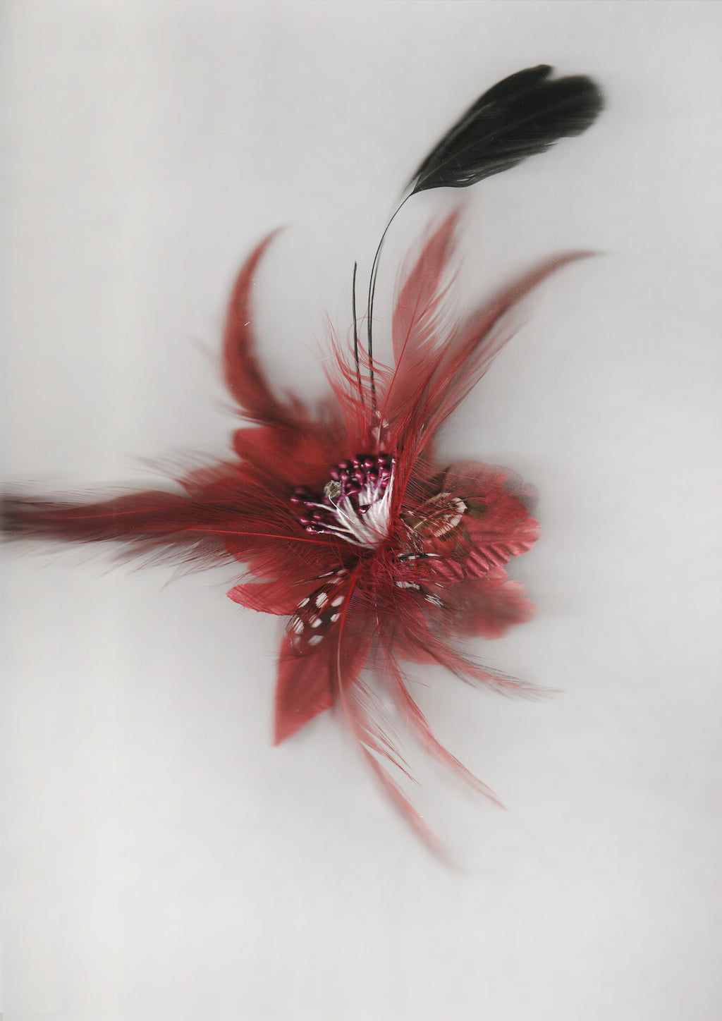 FEATHER FLOWER HP