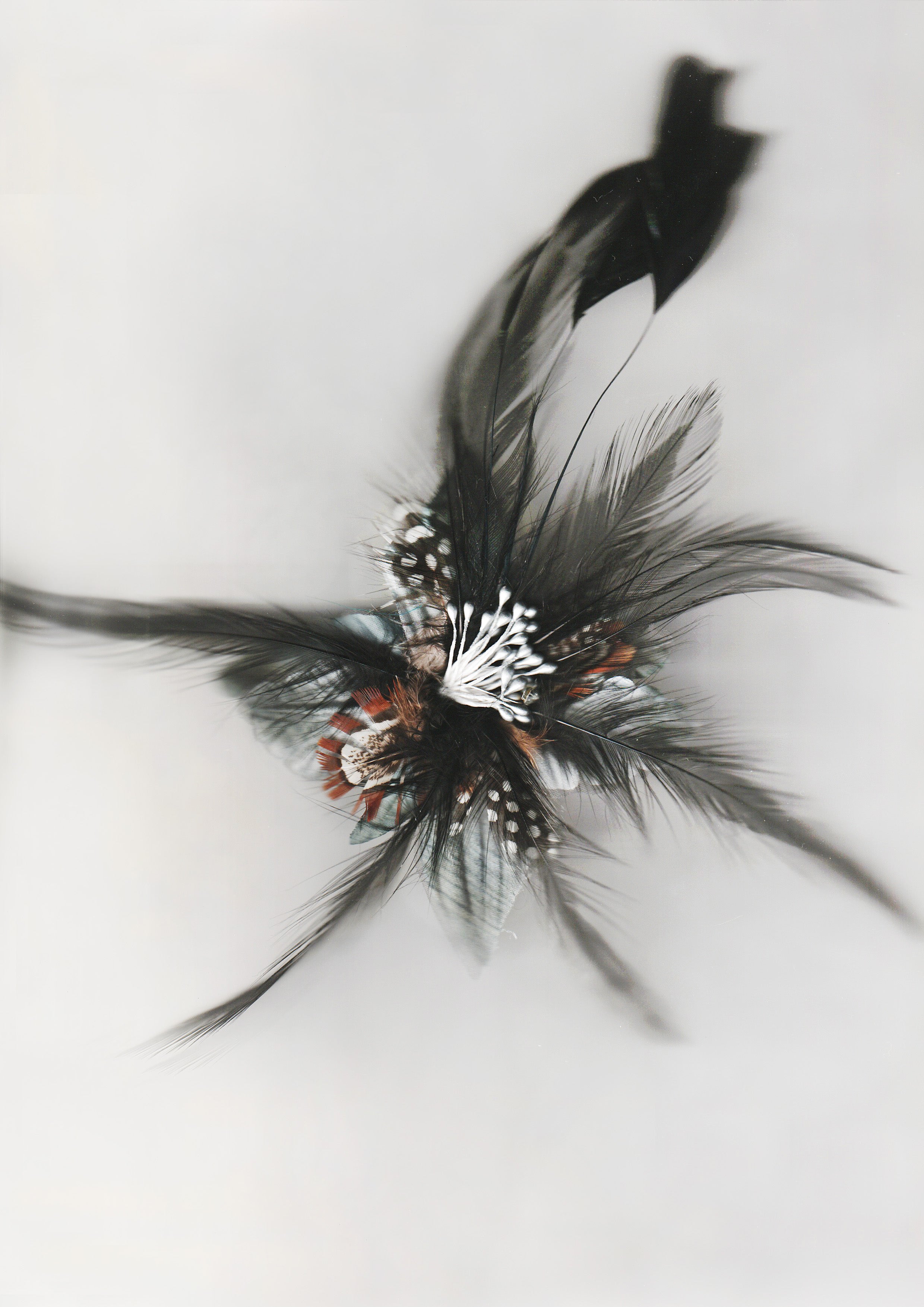 FEATHER FLOWER HP