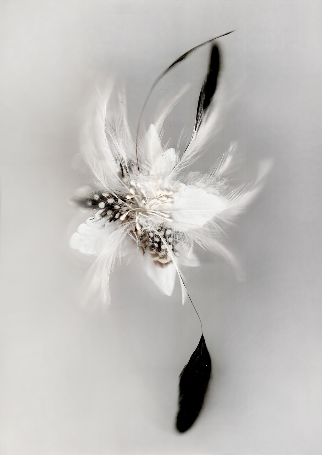 FEATHER FLOWER HP